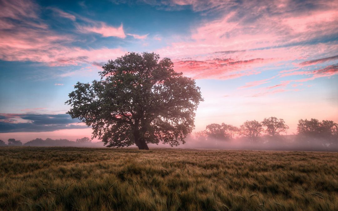 Hoe het kwam dat ik ineens getuige werd in een politiezaak