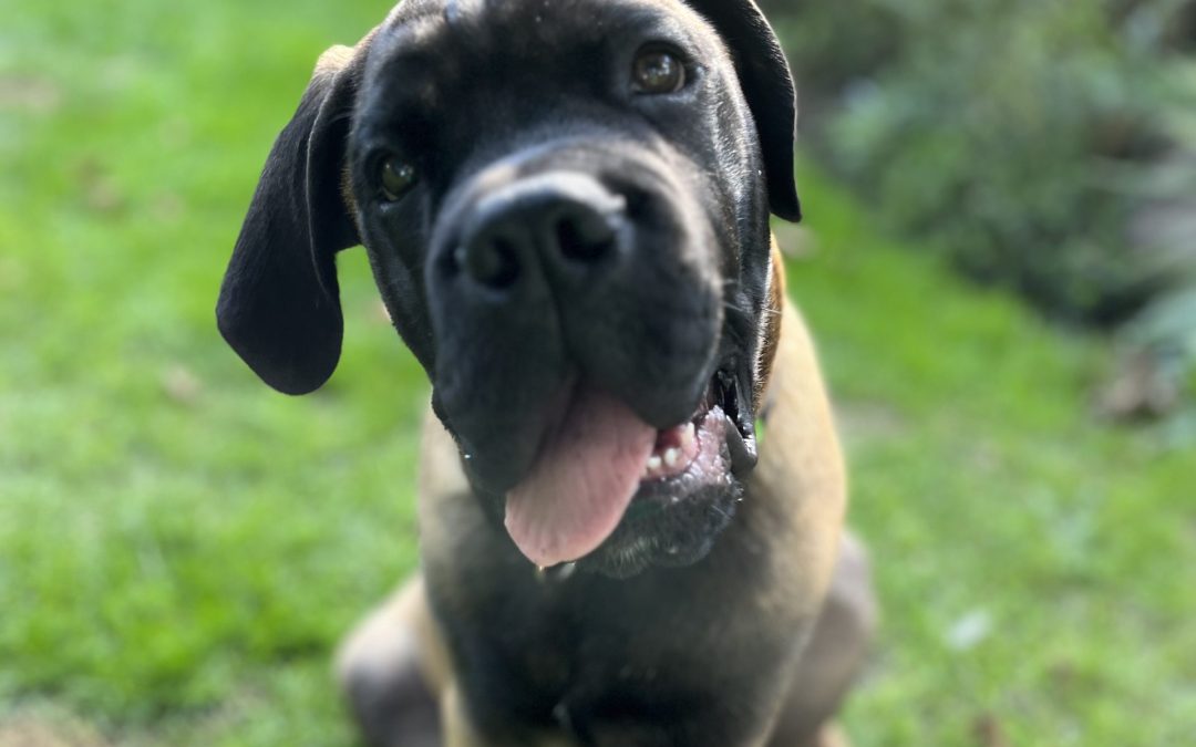 Hondenkwijl is net behangerslijm… (en waarom dit voor jou relevant is om te beseffen)