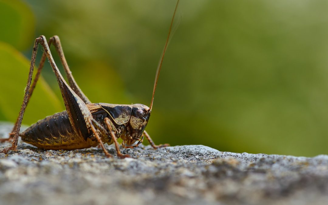 Altijd al willen weten hoe je met gemak jouw ideale klant naar je toe krijgt